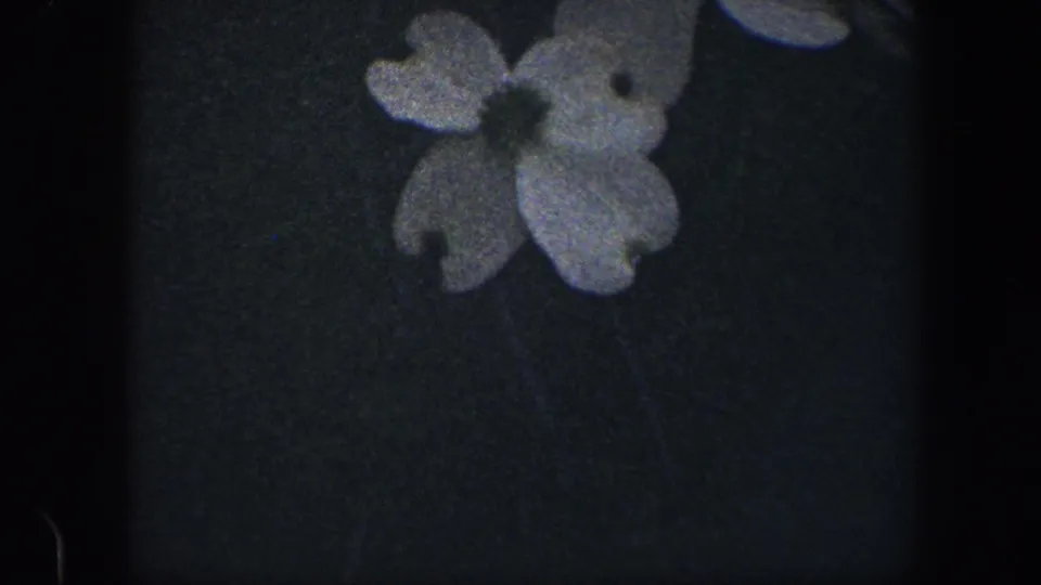 1960 Baltimore 8mm frame showing two soft-focus white dogwood flowers against a dark textured background.