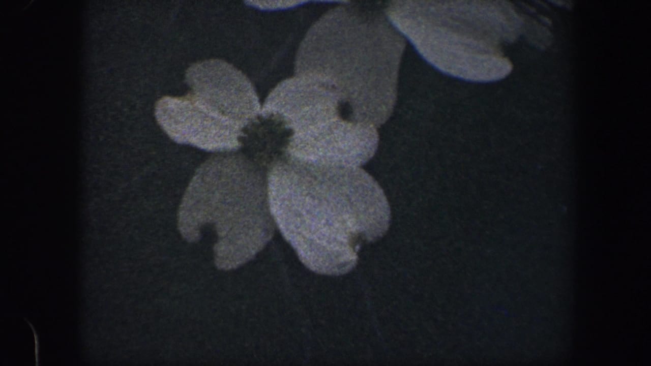 Two white dogwood flowers sit closer in frame with dark centers and soft film grain.