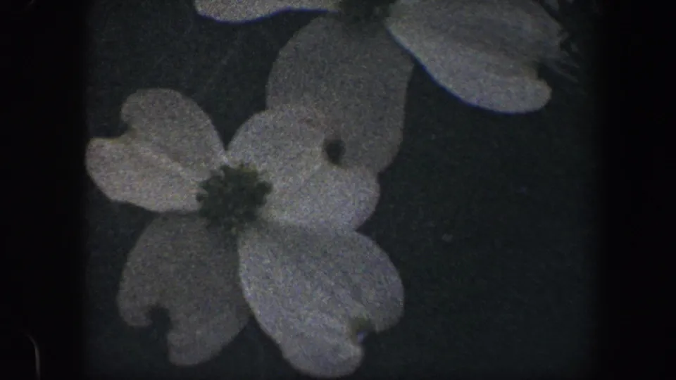 1960 Baltimore 8mm frame with one white dogwood blossom prominent and another partly cropped above it.