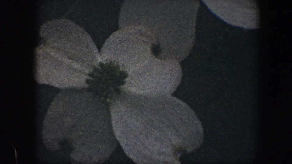1960 Baltimore 8mm close-up where a white dogwood flower fills the lower frame, with another blossom partly visible above.