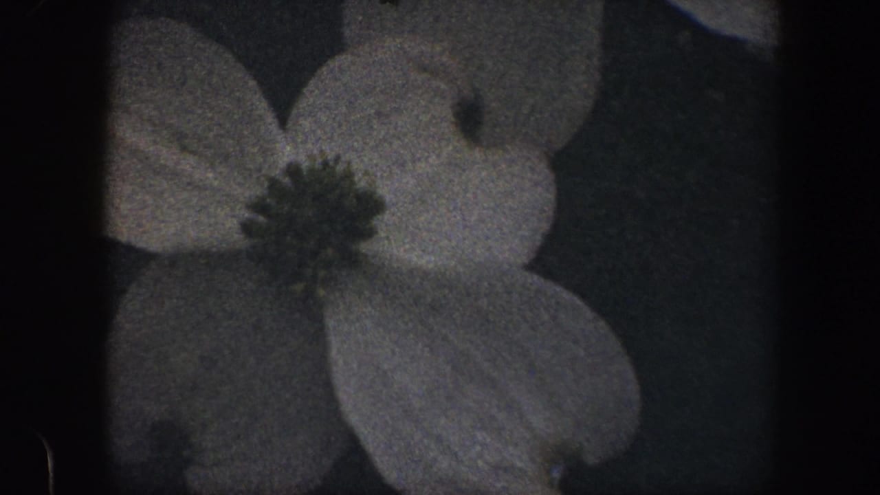 White four-petaled flower against dark foliage.