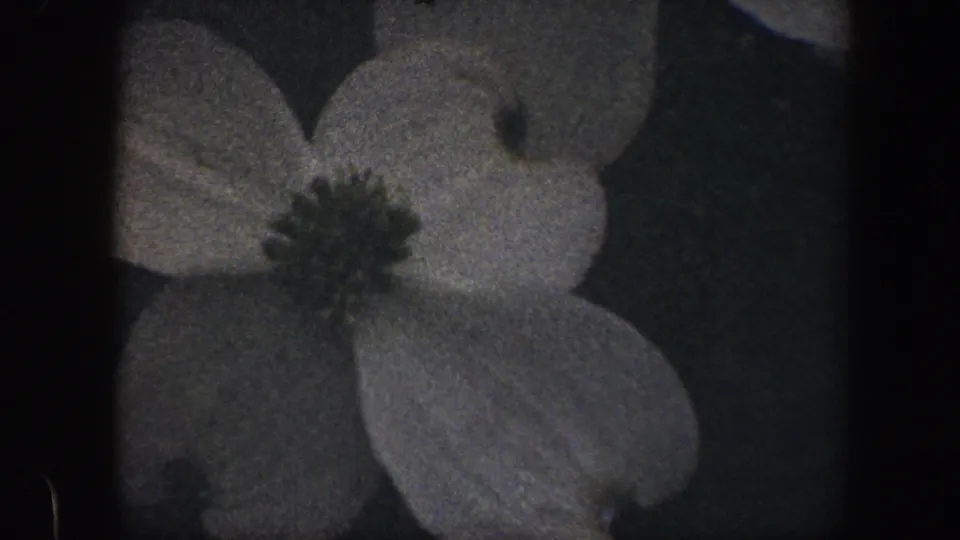 Close-up of a white four-petaled flower with a dark center in 1960 Baltimore home-movie footage.