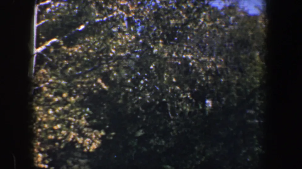 1960 Baltimore residential view showing dense trees, bright branches, a partial roofline, and dark window-frame borders.