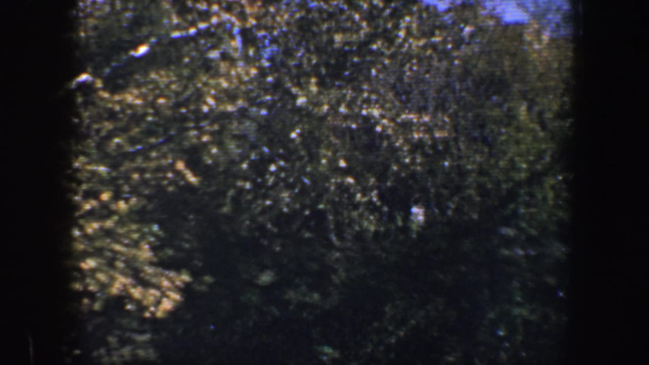 Dense green tree canopy with sunlight and dark film-edge shadows.