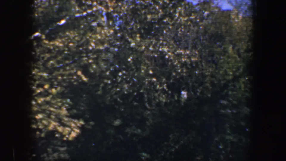 1960 Baltimore home-movie frame showing dense green foliage, bright sun flecks, and heavy dark borders from the 8mm scan.