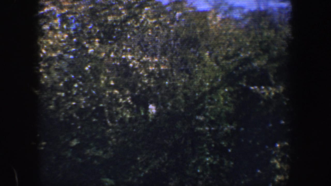 Green foliage and branches seen through dark vertical frame shadows.