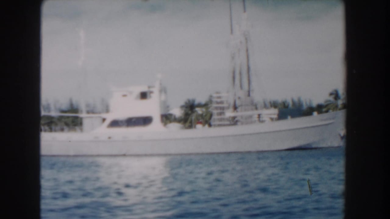 White boat on blue water with palm-lined shoreline behind it.