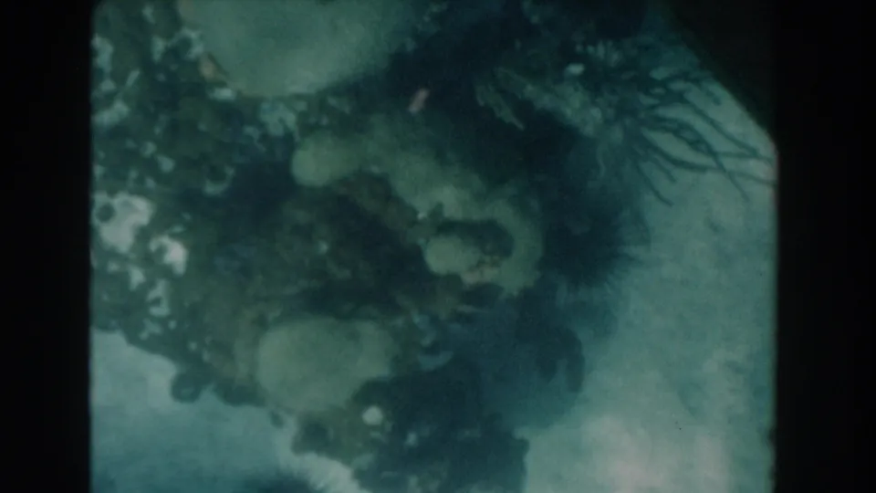 1961 Nassau 8mm underwater view of a murky seafloor with dark coral or rock forms and visible film frame borders.
