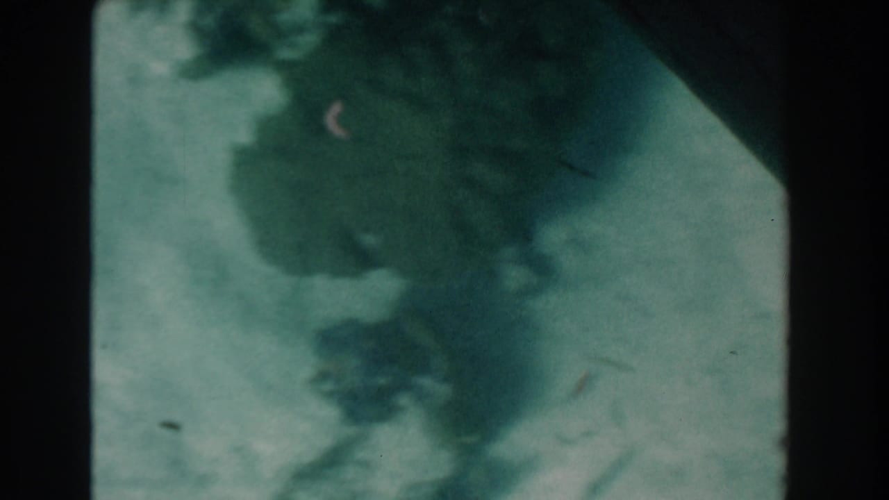 Blurred underwater view with dark forms over a pale seafloor.