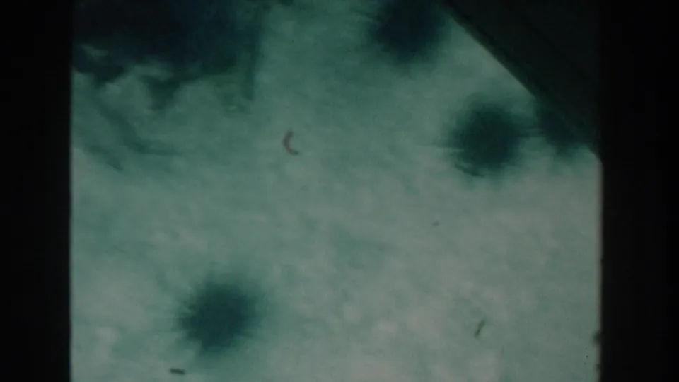 1961 Nassau underwater home-movie frame showing a pale seafloor, dark urchin-like shapes, and green-blue film color shift.