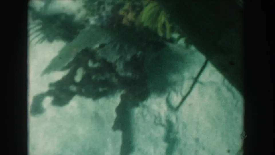 1961 Nassau, Bahamas underwater frame with a closer view of dark algae or seaweed and sea urchin shapes against a pale green-blue seabed.