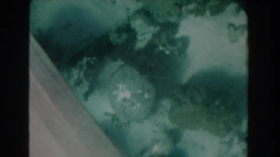 1961 Nassau tourist boat view looking down through glass at murky green water and soft coral or reef textures.