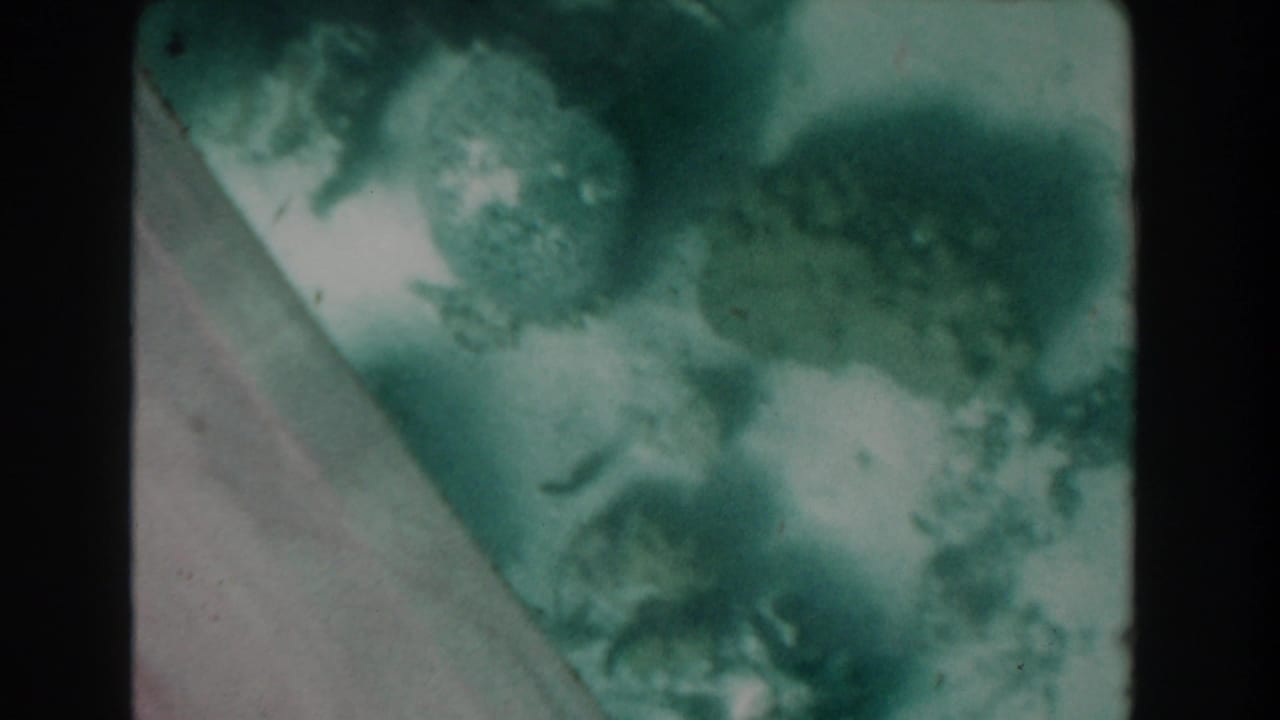 1961 Nassau glass-bottom boat view with green water, sandy seabed areas, dark marine growth, and black pane dividers.