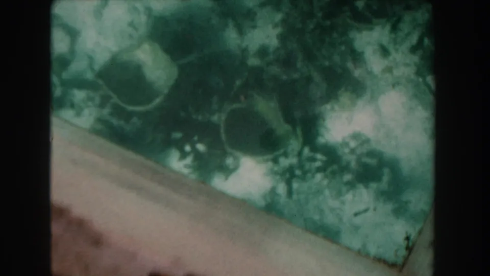 1961 Nassau 8mm frame showing several small fish in murky water near a pale foreground edge and dark film borders.