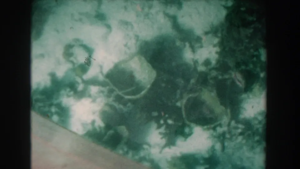 1961 Nassau underwater frame with small fish clustered in cloudy teal-green water, bordered by visible 8mm film edges.