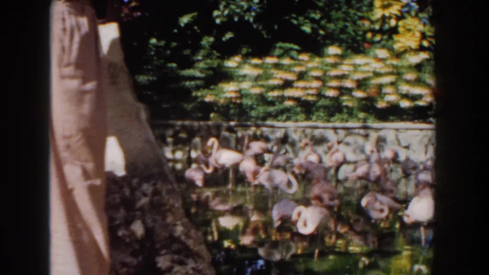 1961 Nassau frame of flamingos gathered in a stone-walled lagoon at Ardastra Gardens, partly obscured by a dark film edge.