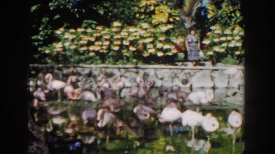 1961 Nassau home-movie view of flamingos feeding in a lagoon while a woman in a patterned dress walks along the stone edge.