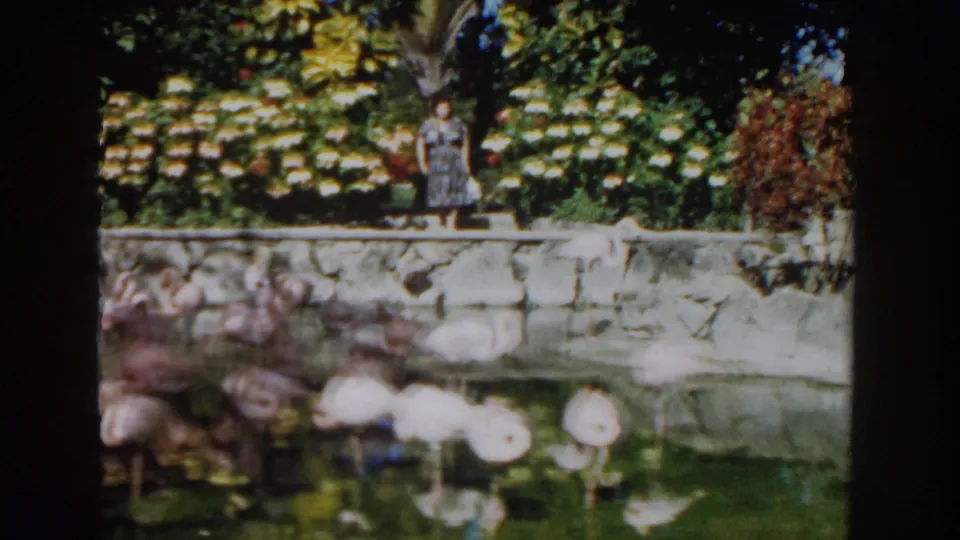 1961 Nassau frame showing flamingos in shallow lagoon water, with a woman observing from the stone ledge at Ardastra Gardens.