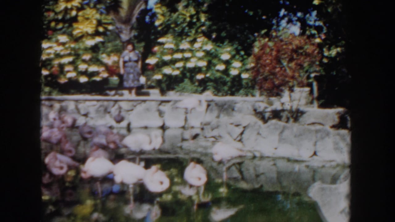 In Nassau, Bahamas, 1961, a woman stands on a stone terrace above flamingos wading near flowering shrubs.