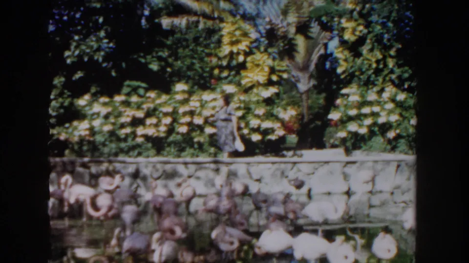 In Nassau, Bahamas, 1961, the woman pauses near a palm trunk as flamingos cluster in the pond beneath the stone wall.