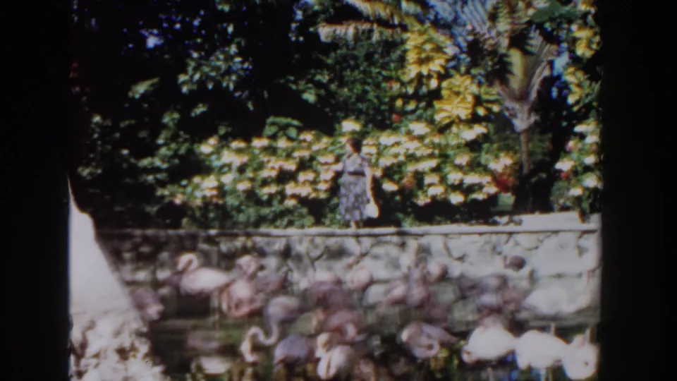 In Nassau, Bahamas, 1961, the woman continues along the shaded terrace while flamingos fill the pond in the foreground.