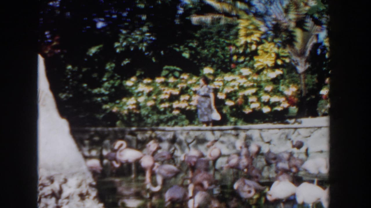 Flamingos in a pond below a stone wall as a woman walks past tropical foliage.