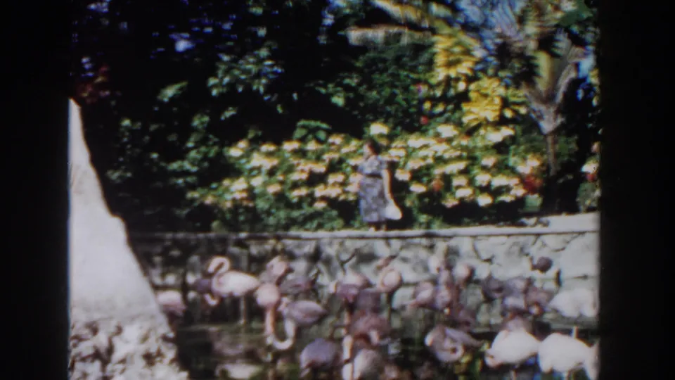 1961 Nassau zoo scene with pink flamingos in a pond, a woman walking behind a stone wall, and dense tropical planting.