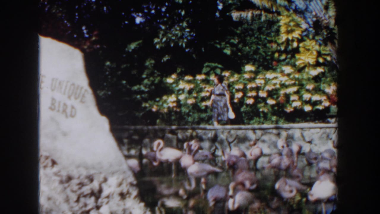 Flamingos gather near a pond while a woman walks behind a low stone wall.