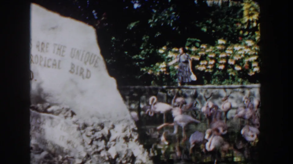 1961 Nassau zoo view showing a rock sign for a tropical bird display, flamingos in the pond, and a woman near flowering plants.