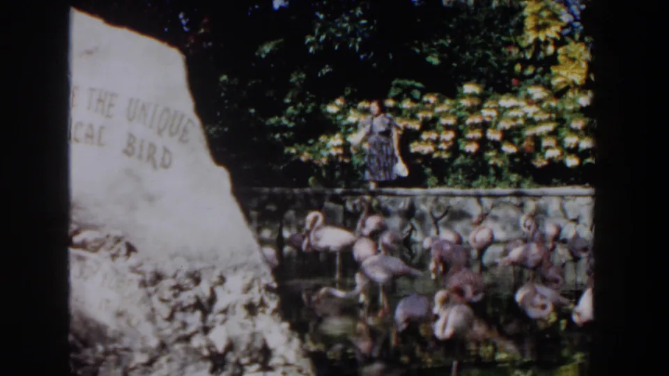 1961 Nassau home-movie frame with an inscribed rock sign, flamingos in a pond, and a woman walking past tropical greenery.