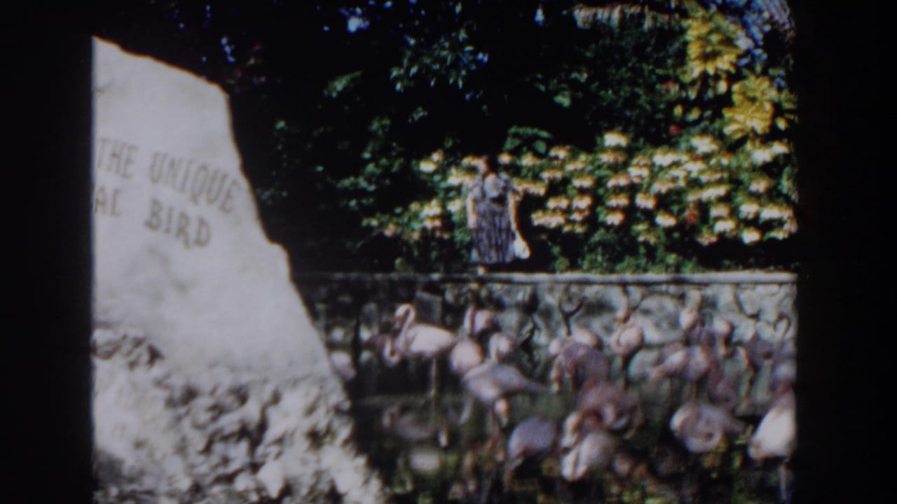 1961 Nassau home-movie frame showing a garden sign, flamingos behind a stone wall, and dense tropical foliage.