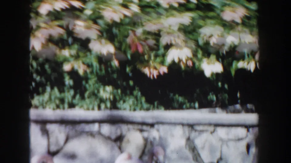A Nassau garden view shows dense pale flowers above a stone wall, with flamingos partly visible near the lower edge.