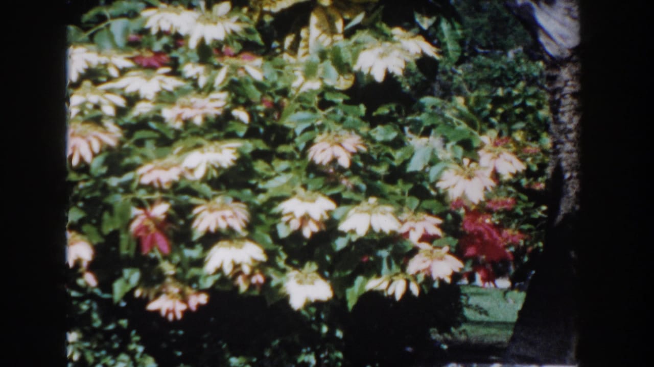 White and pink flowers among dense green foliage with dark 8mm frame edges.