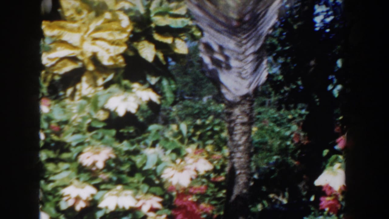 Flowering shrubs and palm trunks seen through dark vertical film borders.