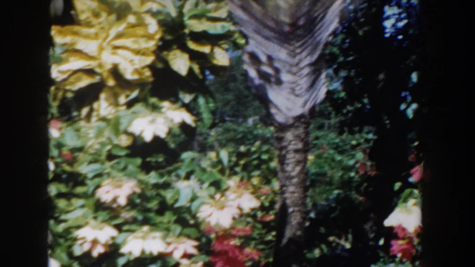 1961 Nassau garden view with pale blossoms, dense greenery, and palm trunks crossing the frame.