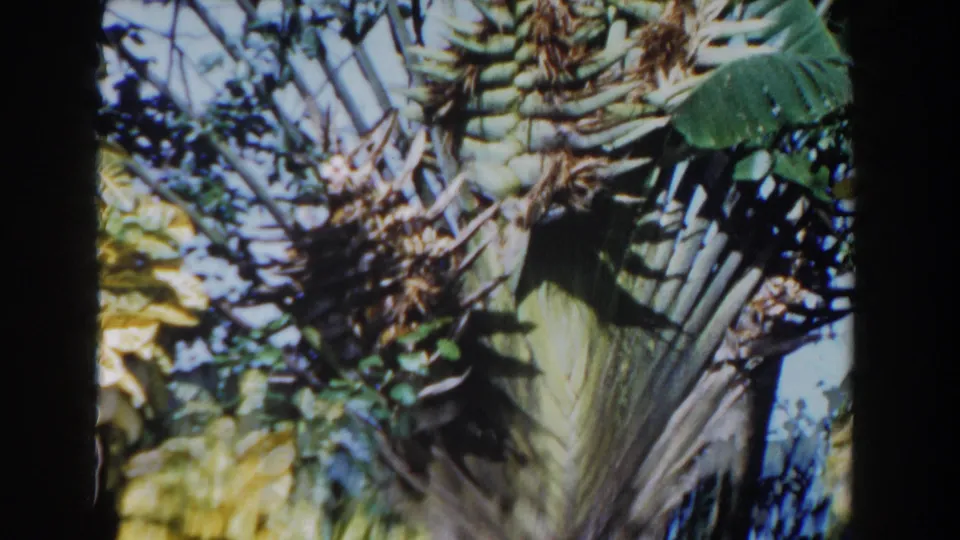 1961 Nassau 8mm frame looking upward at palm leaves, stems, and surrounding tropical growth.