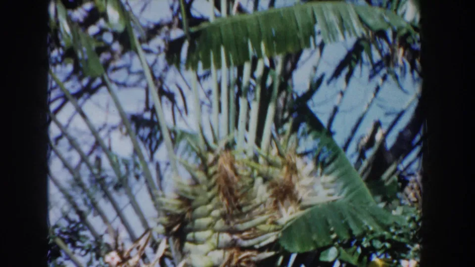 1961 Nassau garden frame with palm fronds, broad leaves, and thin branches against a blue sky.