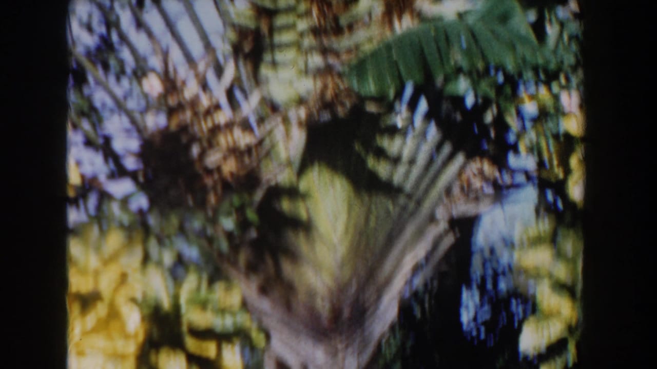 1961 Nassau home-movie frame showing palm fronds and dense tropical foliage in bright, soft 8mm color.