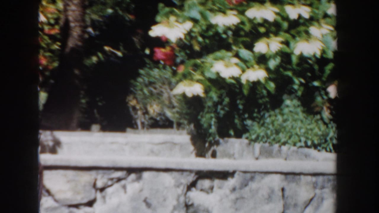 A low stone wall borders dense flowering garden plants.