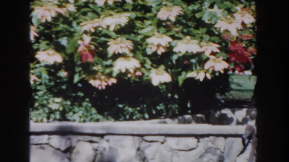Close garden view of pale flowers, red blooms, and greenery behind a low stone wall in 1961 Nassau footage.