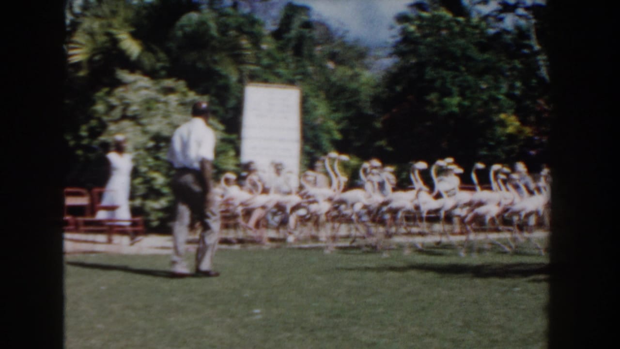 Handler stands on a lawn facing a group of flamingos with seated visitors behind them.