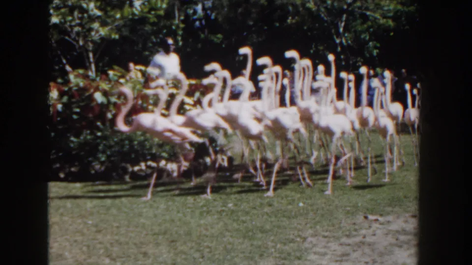 A close view from 1961 Nassau footage shows a dense flock of pink flamingos moving over grass near tropical shrubs.