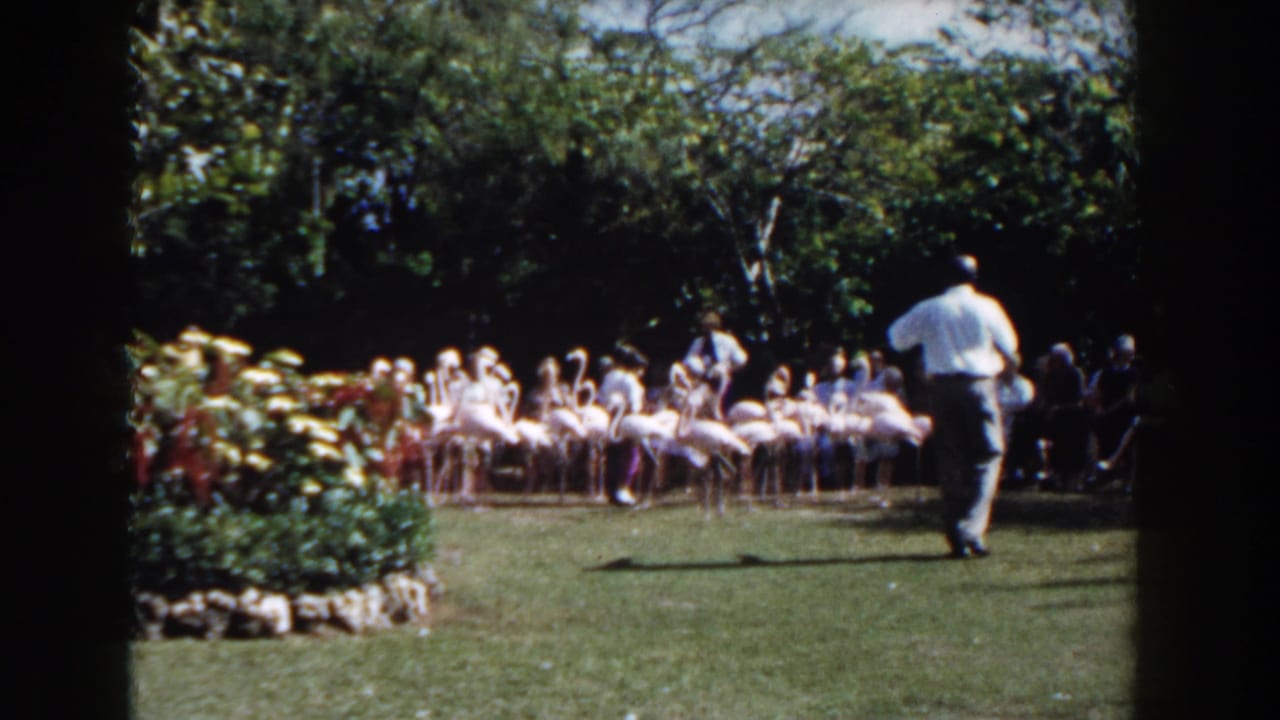 A flock of flamingos gathered on grass while visitors watch from the side.