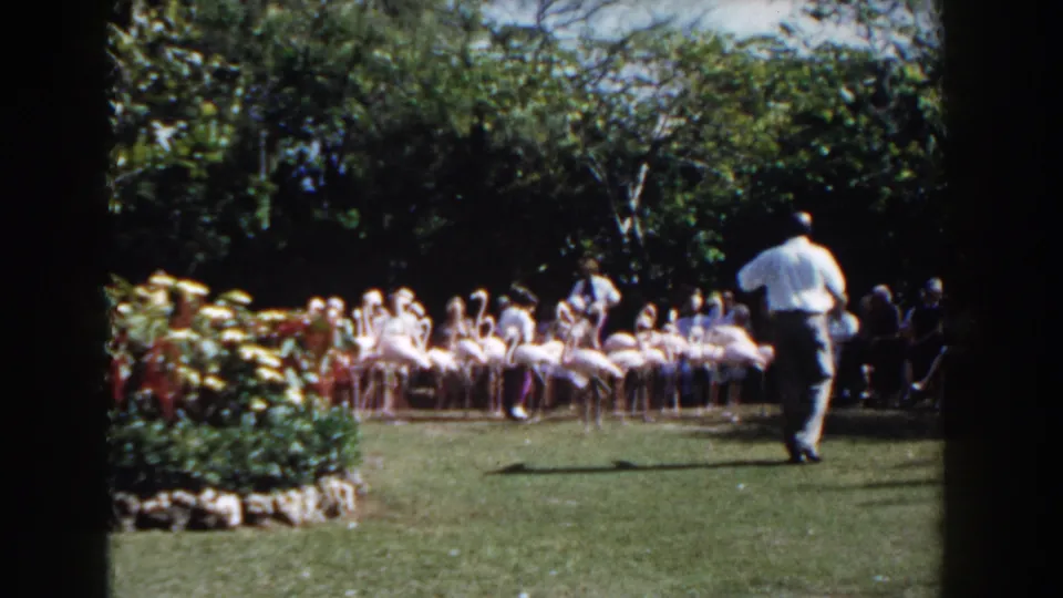 In Nassau, Bahamas, 1961 home-movie footage, pink flamingos cluster in a grassy animal park garden as a light-shirted adult and visitors look on.