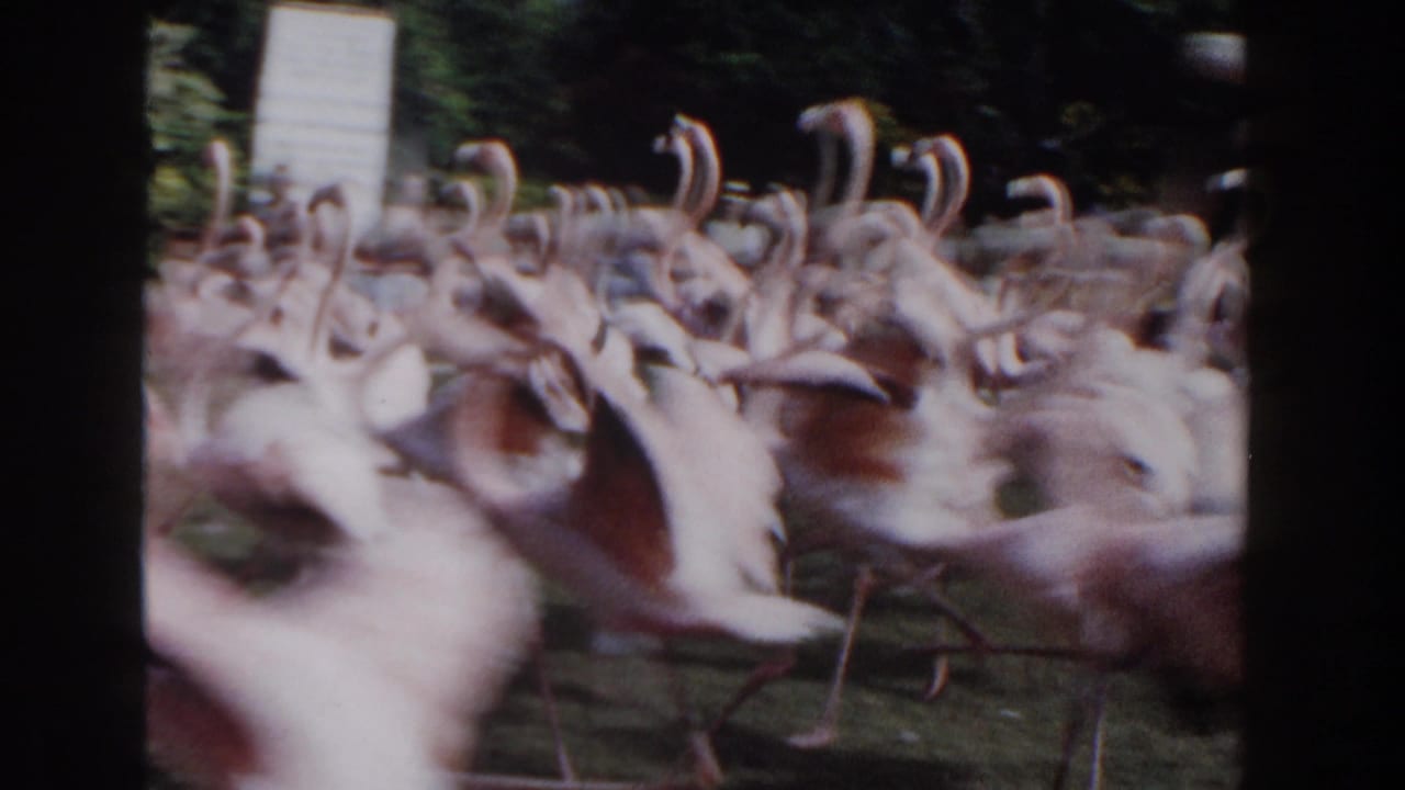 Pink flamingos move quickly across the grassy enclosure in Nassau, Bahamas, with motion blur from the 8mm camera and visitors partly visible behind them.