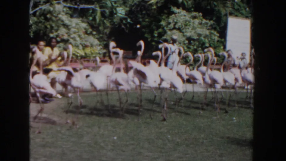 The flock of flamingos crosses the animal park lawn in a tight group while people in light clothing watch from the background.