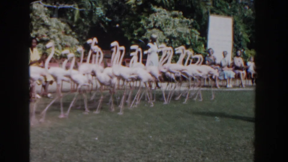 A line of pink flamingos strides through the Nassau animal park garden as visitors remain gathered along the enclosure edge in the background.