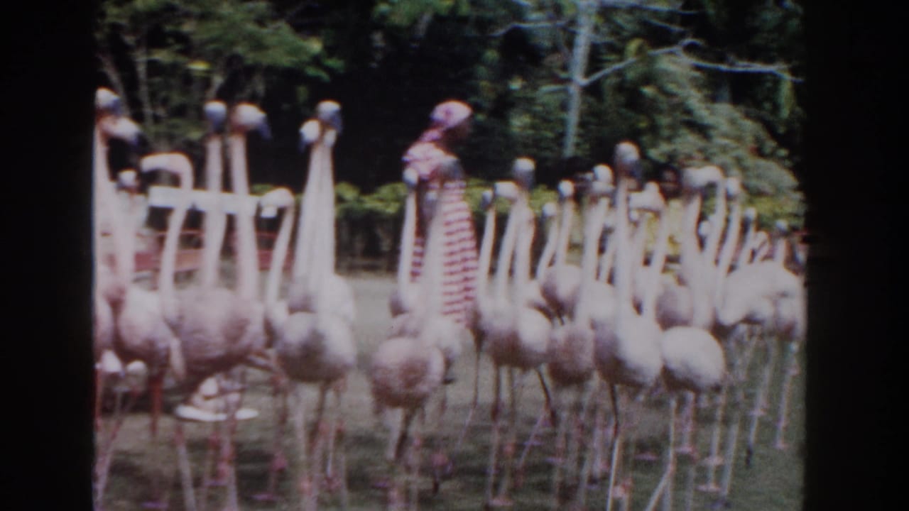 1961 Nassau park footage showing many pink flamingos gathered near a woman in a red-and-white checked dress.