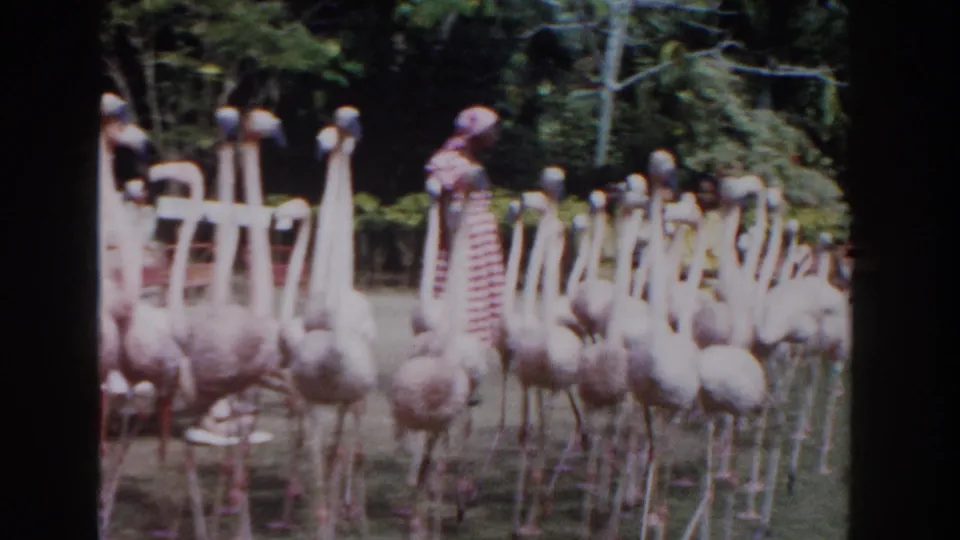 1961 Nassau park footage showing many pink flamingos gathered near a woman in a red-and-white checked dress.