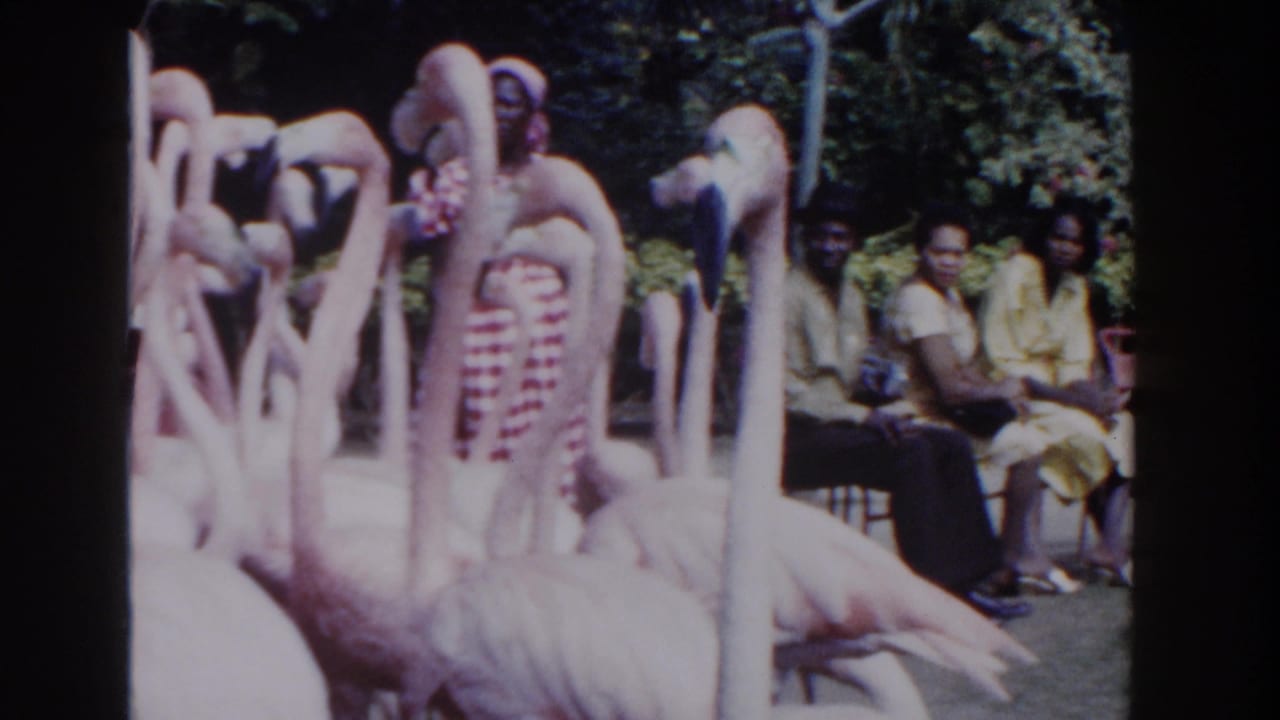 Flamingos stand close to benches where visitors watch from the side.